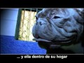 Perro Callejero -Banana