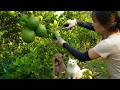 Harvesting a Bumper Crop of Lemons – A Young Woman Earns Money to Care for Her Dogs and Cats 🍋🐶🐱