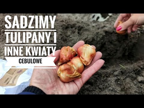 Wideo: Przepis Na Przekąskę Na 8 Marca „Tulipany”