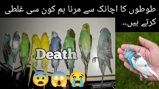 Birds Death Problem | Why Do Our Australian Parrots Die What Mistakes Are We Making