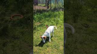 Jack Russell Terrier, A Lot Of Work, Where To Start?