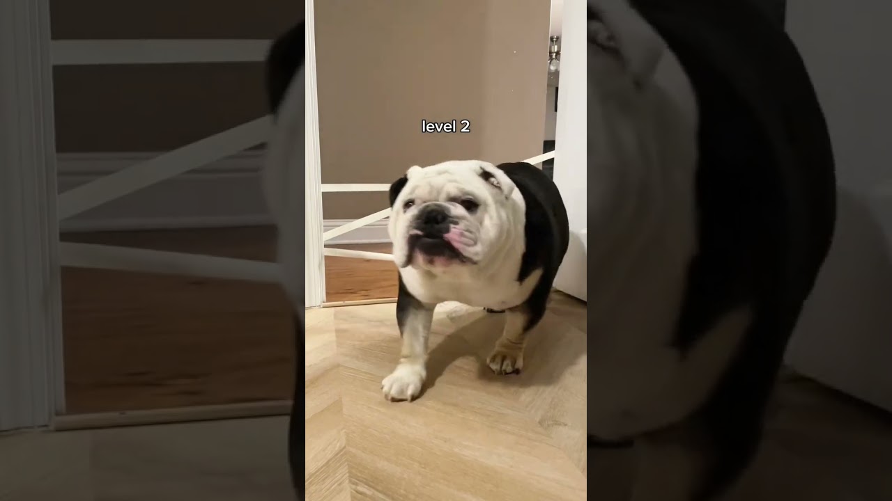Mission impawssible Part 1🐕🫨 #bulldog #englishbulldog #dogshorts #008