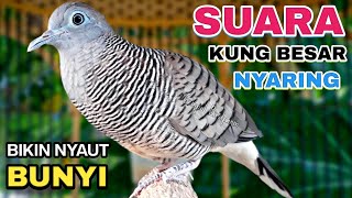 Perkutut Lokal Gacor Suara Kung Besar Pancingan Burung Perkutut Agar Bunyi.