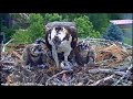 Dunrovin Ranch Osprey Nest Video_2018-06-28_111205-leftover fish 10.22 AM~PI435F