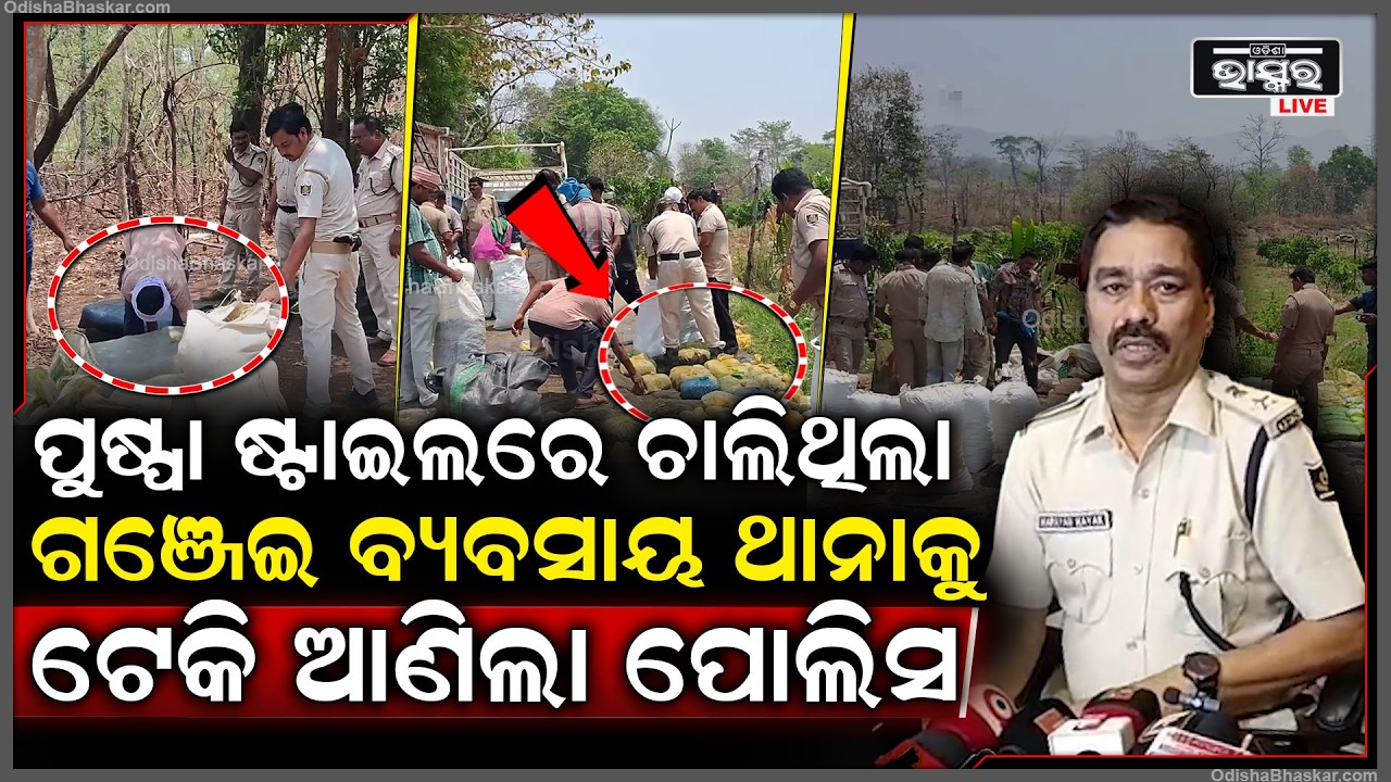 ପୁଷ୍ପା ଷ୍ଟାଇଲରେ ଘଞ୍ଚ ଜଙ୍ଗଲ ଭିତରେ ଚାଲିଥିଲା ଗଞ୍ଜେଇ ବ୍ୟବସାୟ ଖବର ପାଇ ଥାନାକୁ ଟେକି ଆଣିଲା ପୋଲିସ