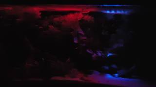 sera x-change tubes sunrise sundown & moonlight