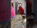 Rascal the Macaw enjoys her spray bottle #bird #birds #parrot#macaw #shorts
