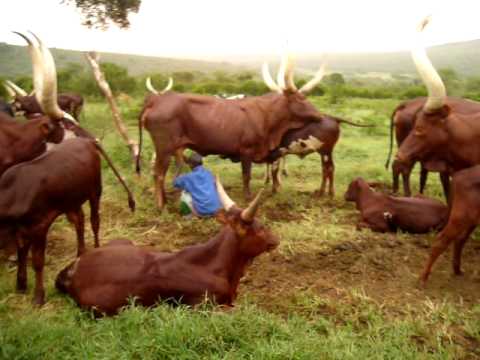 Ankole Cattle Conservation