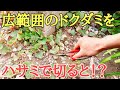 雑草対策|今から面白いドクダミ駆除の映像をお見せします。