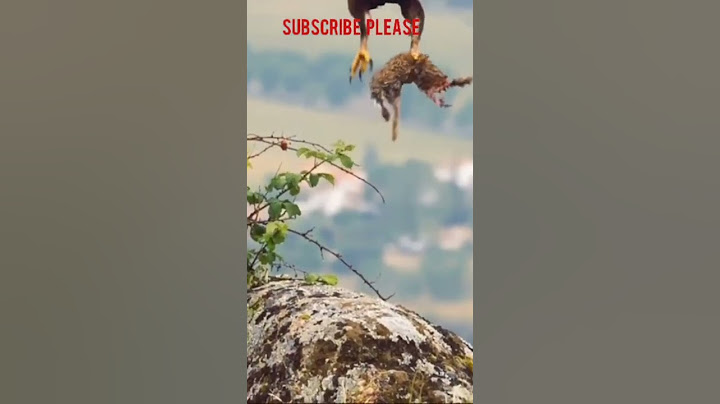 eagle attack  and hunt subscribe #wild #video #hunting #attack #grow