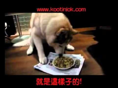 古天樂：阿LO傻呼呼日記(第4集)，4/5