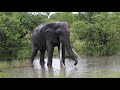 Big Elephant Tusker - N’wendlamuhari (Himalaya)