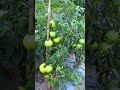 In the countryside after the rain there is a voice from childhood and some flavors of
