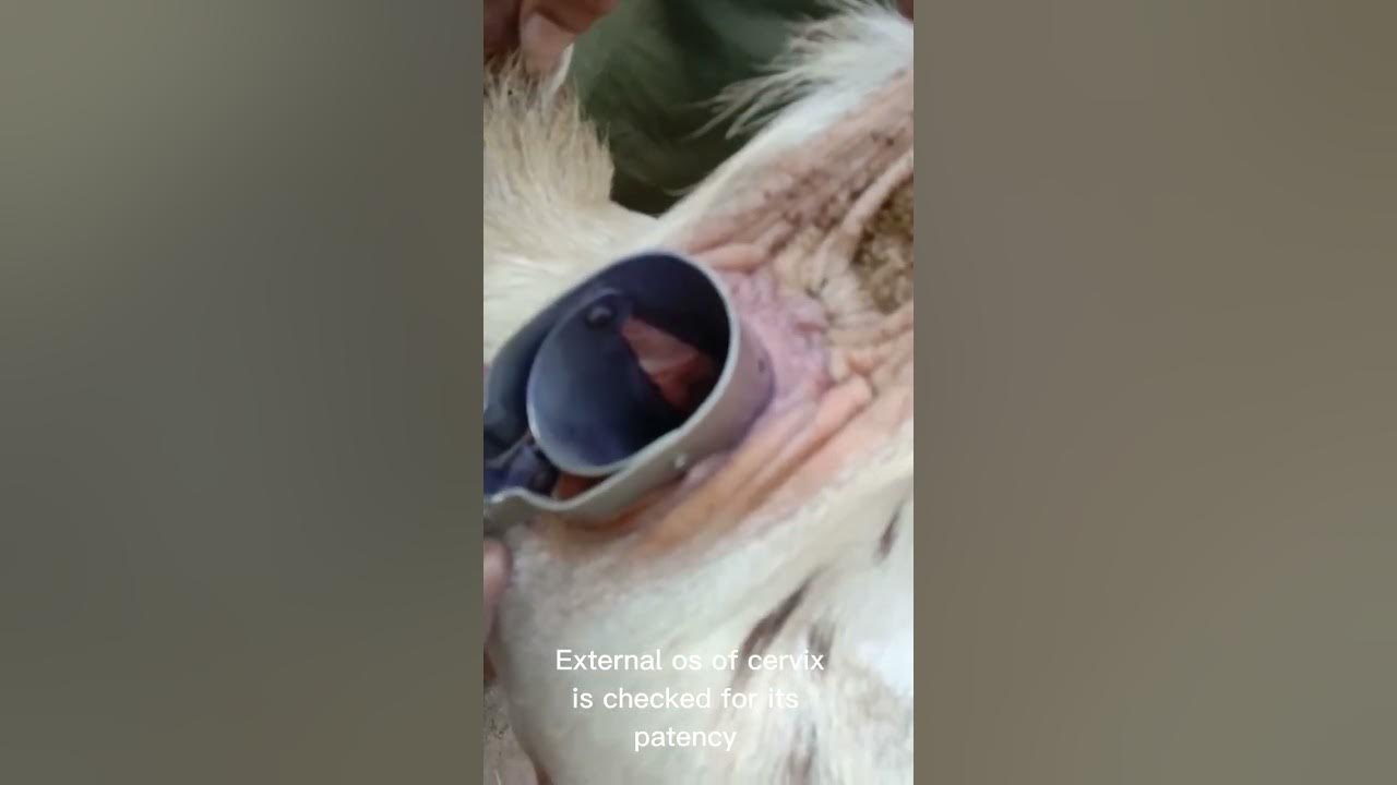 Artificial Insemination in Goat Dr. Nasir Niaz YouTube