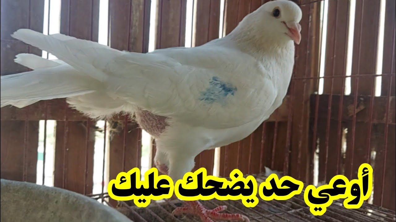 أزاي تعرف ان النتايه . مليسه. + علاج التهاب الكبد الوبائي وهنشرح نتايه قدام عيونك