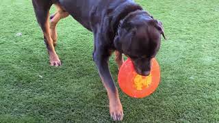 Macho Destroys New Toy by Macho the Rottweiler 128 views 6 months ago 3 minutes, 1 second