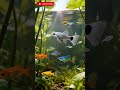 Ikan Endler Guppy Kecil Tapi Hebat! Begini Cara Hidupnya