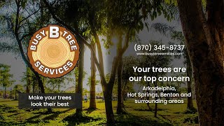 Busy B Tree Services