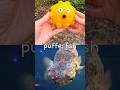 Kids Learn | Sea Animal Names at the Stream: Pufferfish Turtle Lobster Shark Starfish