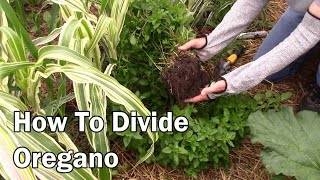 How to Divide Oregano Plants and Start Them From Cuttings - A Step by Step Guide