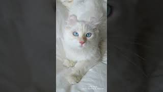 American Curl Cat