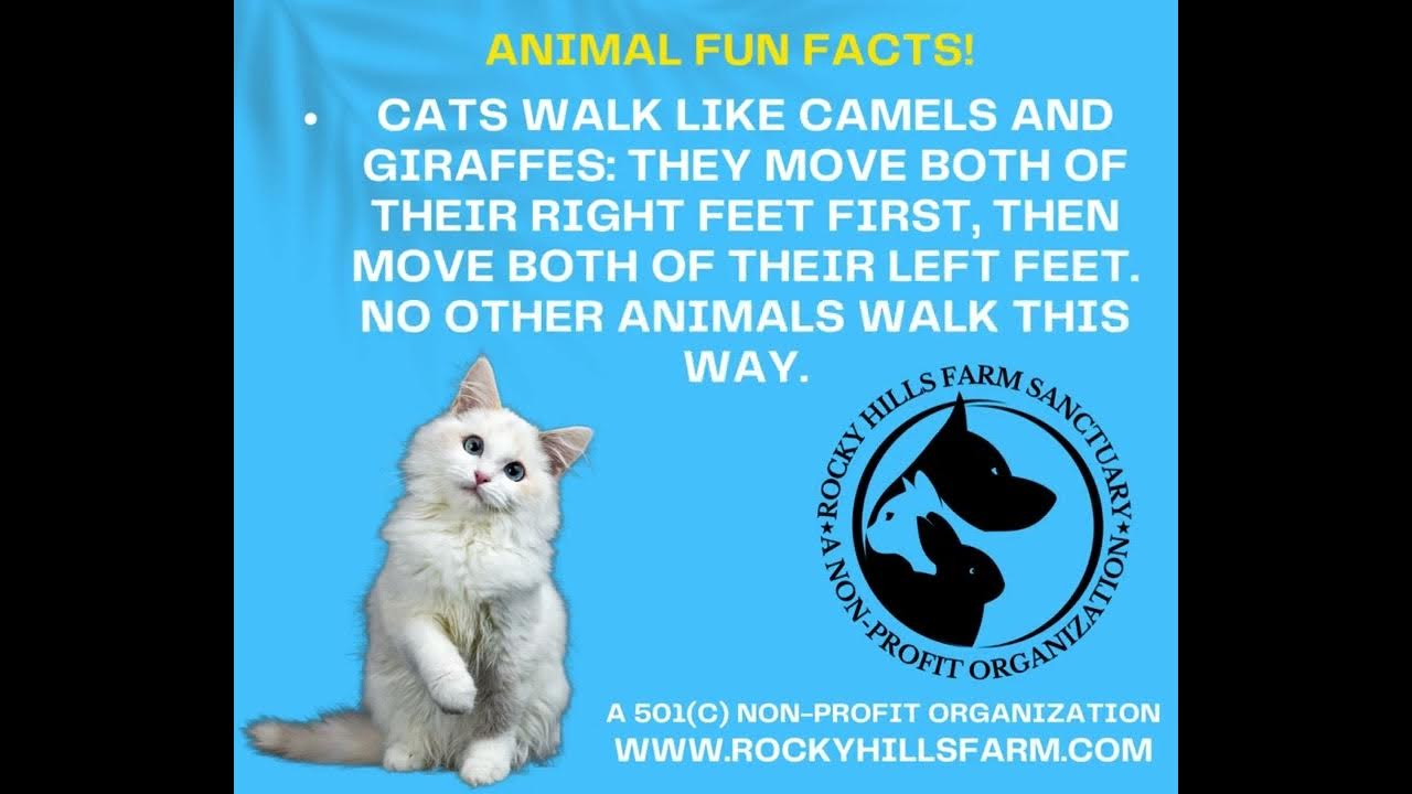Cats walk like camels and giraffes They move both of their right feet