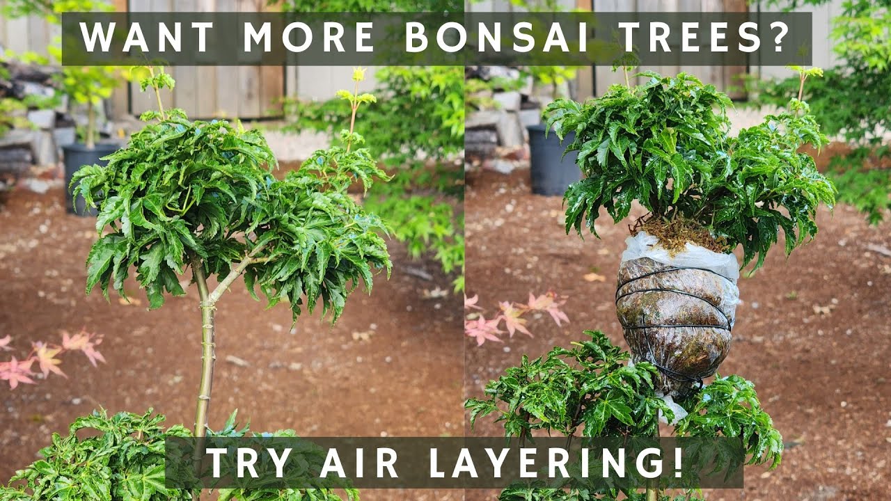 Want More Bonsai? Try Air Layering! YouTube