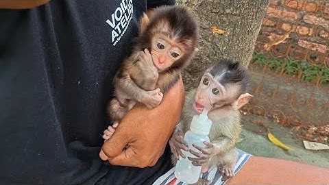 THIS VIDEO SHOWS HOW THE ORIGINAL CHARACTER OF MONKEYS IS 