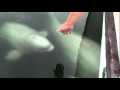 Beluga whales being friendly