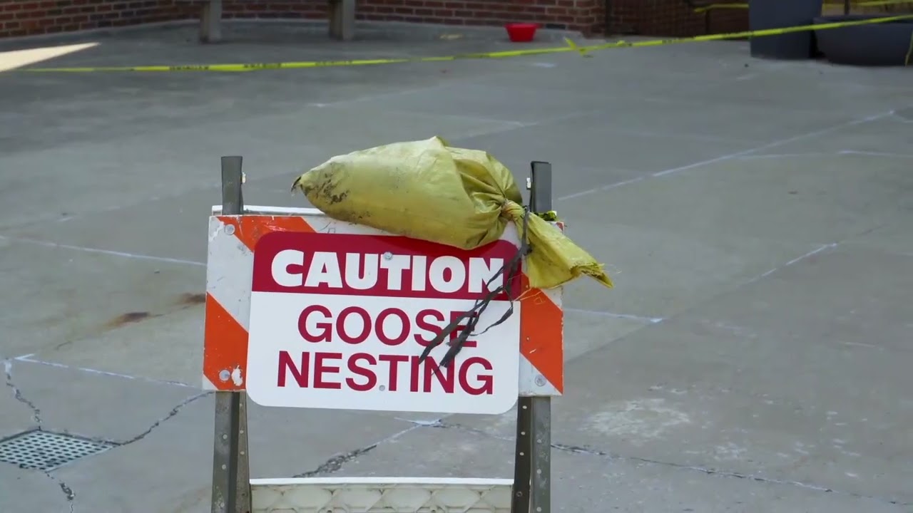 PR26S Victor Bruce the Goose