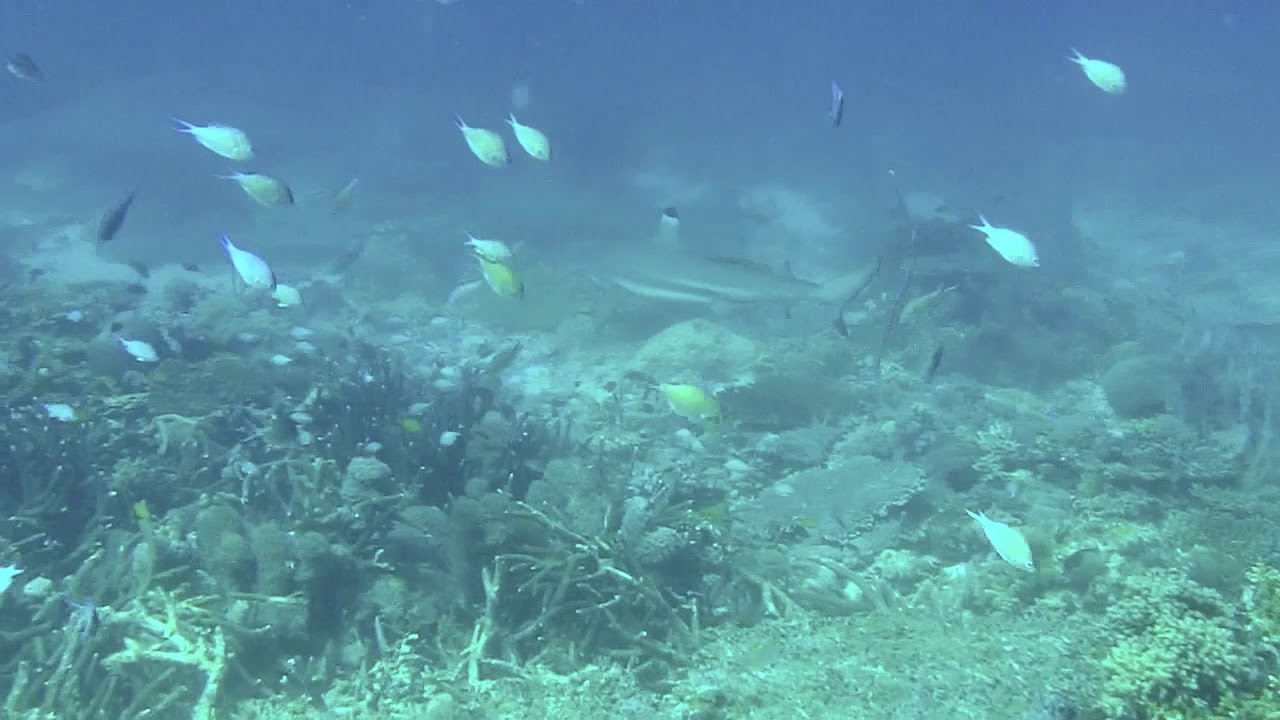 A glimpse of Shark Highway