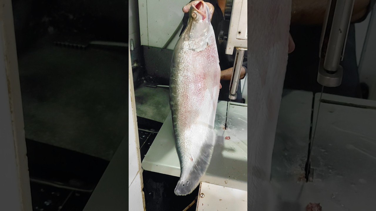 Chital fish cutting skills video 