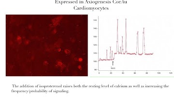 Calcium sensor in Cardiomyocytes