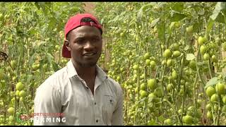 Young farmer making a fortune from Greenhouse tomato farming  Brian Anangwe |part 2|