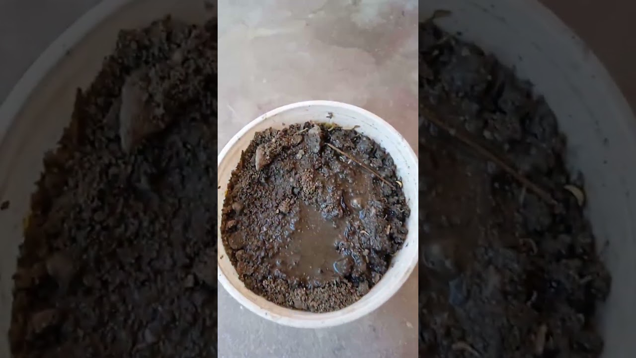 growing fennel from seeds 