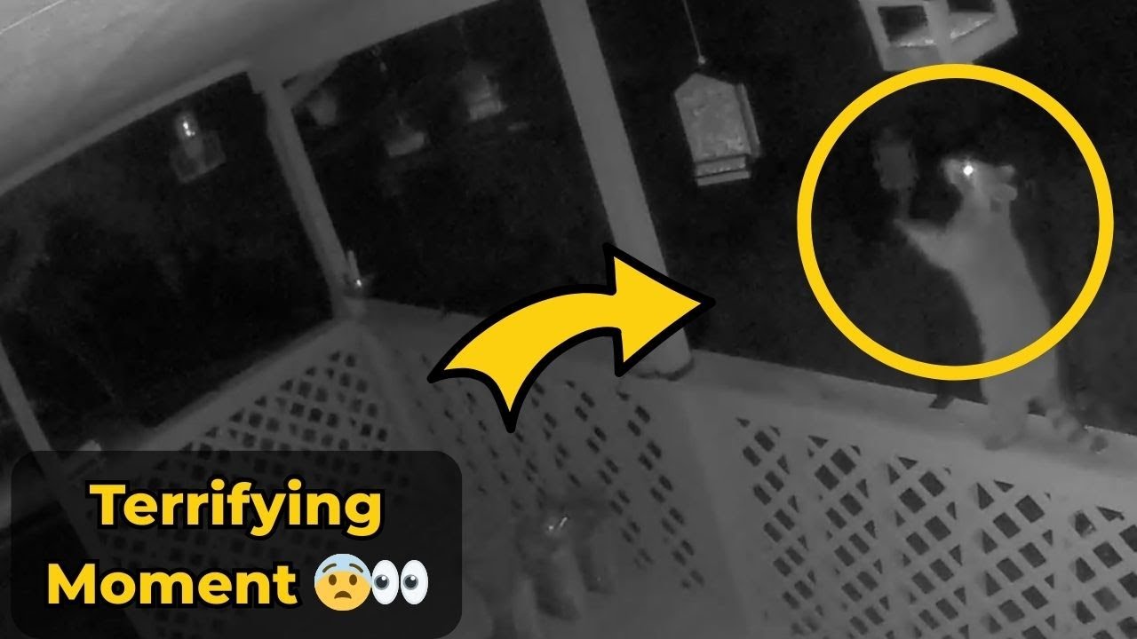 Raccoon Mischief: Hilarious Bird Feeder Fail Caught on Camera || WooGlobe