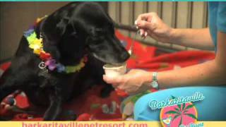 Barkaritaville Pet Resort Commerical