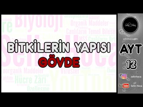 18) Bitkilerin Yapısı - Gövde