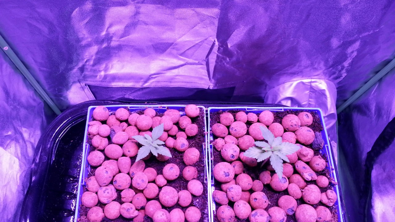 Crown Royale Time-lapse 1