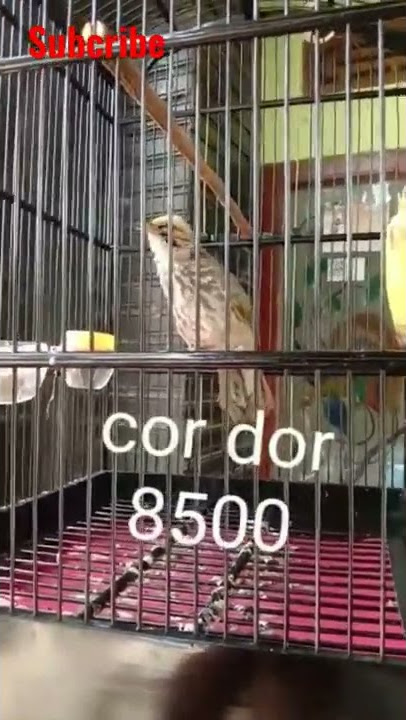 dijual cucak rowo cordor harga 8.5jt minta wa 0857-1359-8308