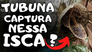 Como Capturar Abelha Tubuna Instalação De Iscas