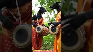 🔥 Three Desi Dogs Saree Dance in Jungle 🌿 | 4K Ultra HD Fun Vibes 🥁🐶✨|#viralvideo#funny#animaldance