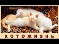 #КОТОЖИЗНЬ выпуск 12 || ЛОВИТЕ ПОРЦИЮ ПУШИСТОЙ НЕЖНОСТИ|| #кошки, коты, котята