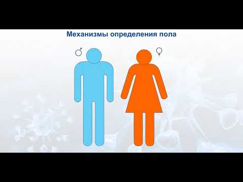 Механизмы определения пола.