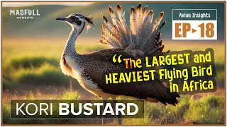 Kori Bustard → Africa's Largest & Heaviest Flying Bird ● #facts @MadfullMoments ◌ EP►18