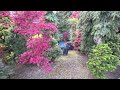 PICK OUT DIFFERENT IDEAS OF JAPANESE MAPLES - AMAZING MAPLES