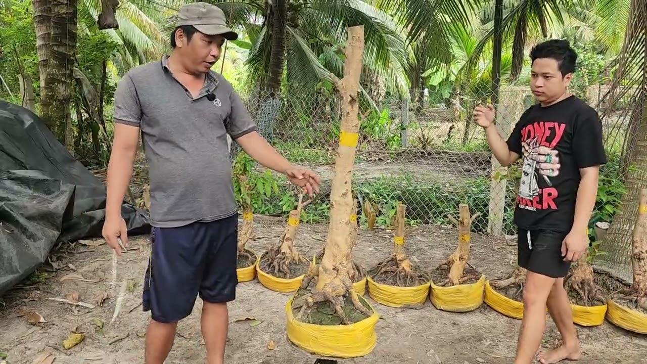 7/3 A Tú 0848584819 phôi mai bonsai đế đẹp hoành to giá nhỏ 