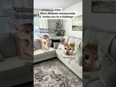 CAT MEMES 🐱When MrBeast unexpectedly invites you to a challenge #catmemes #relatable #relationship