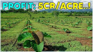 Teakwood Farming Is The BEST Way To Make Money