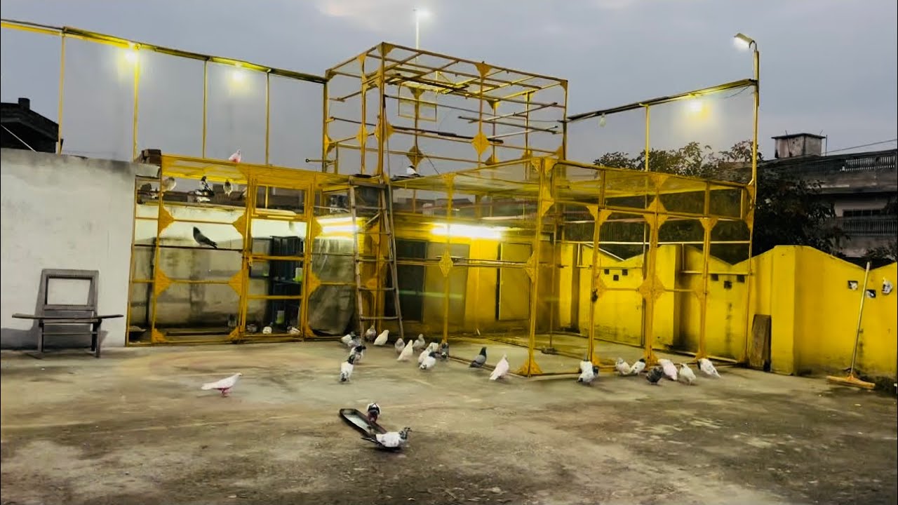 Golden bacha sham ko lighton py betha 😱 | Dar pigeons club | 